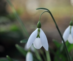 Galanthus Percy Picton